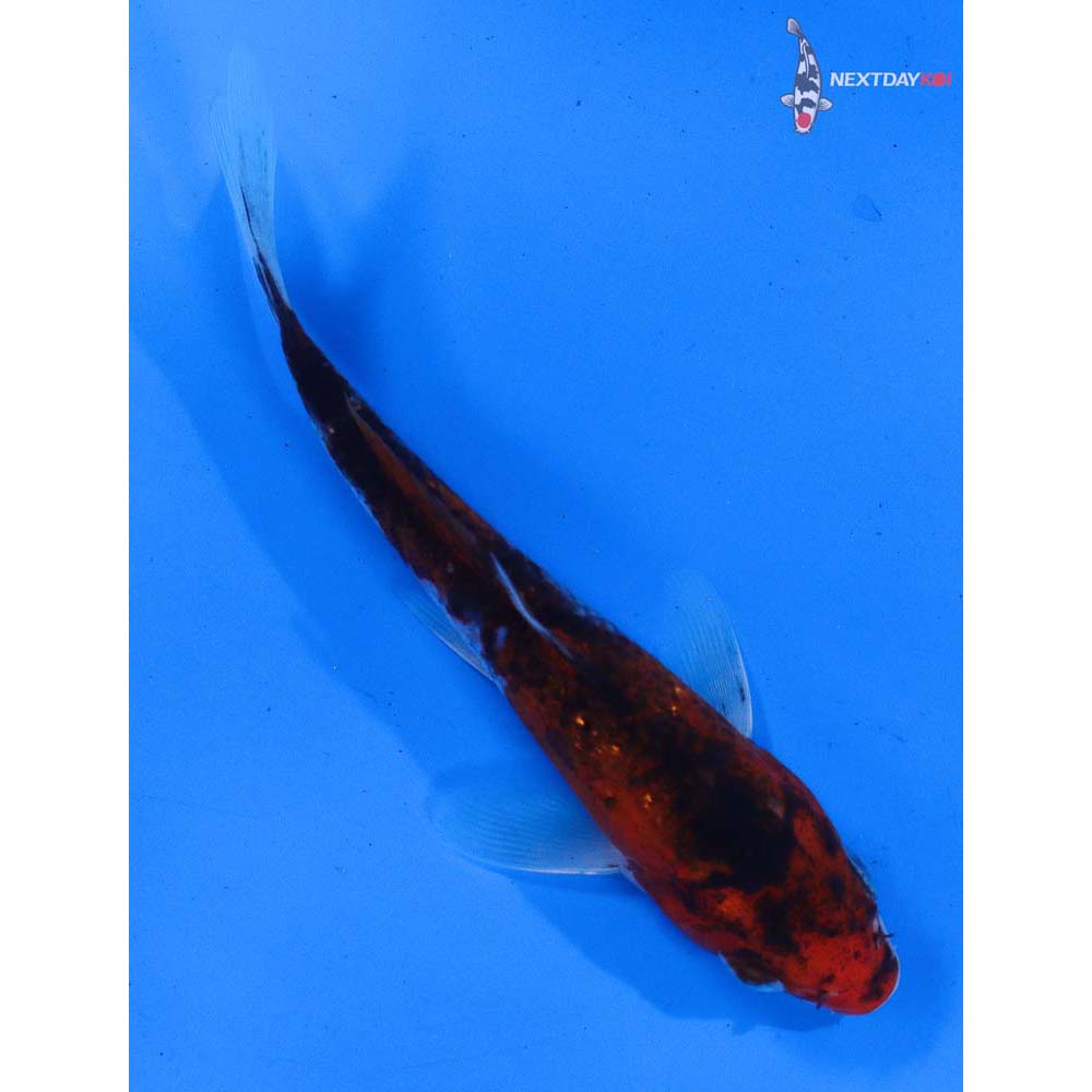 5” Imported Goromo