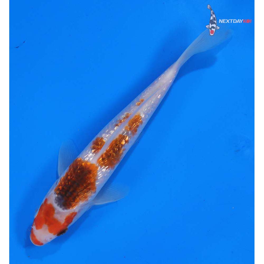 7” Imported Gin Rin Goromo