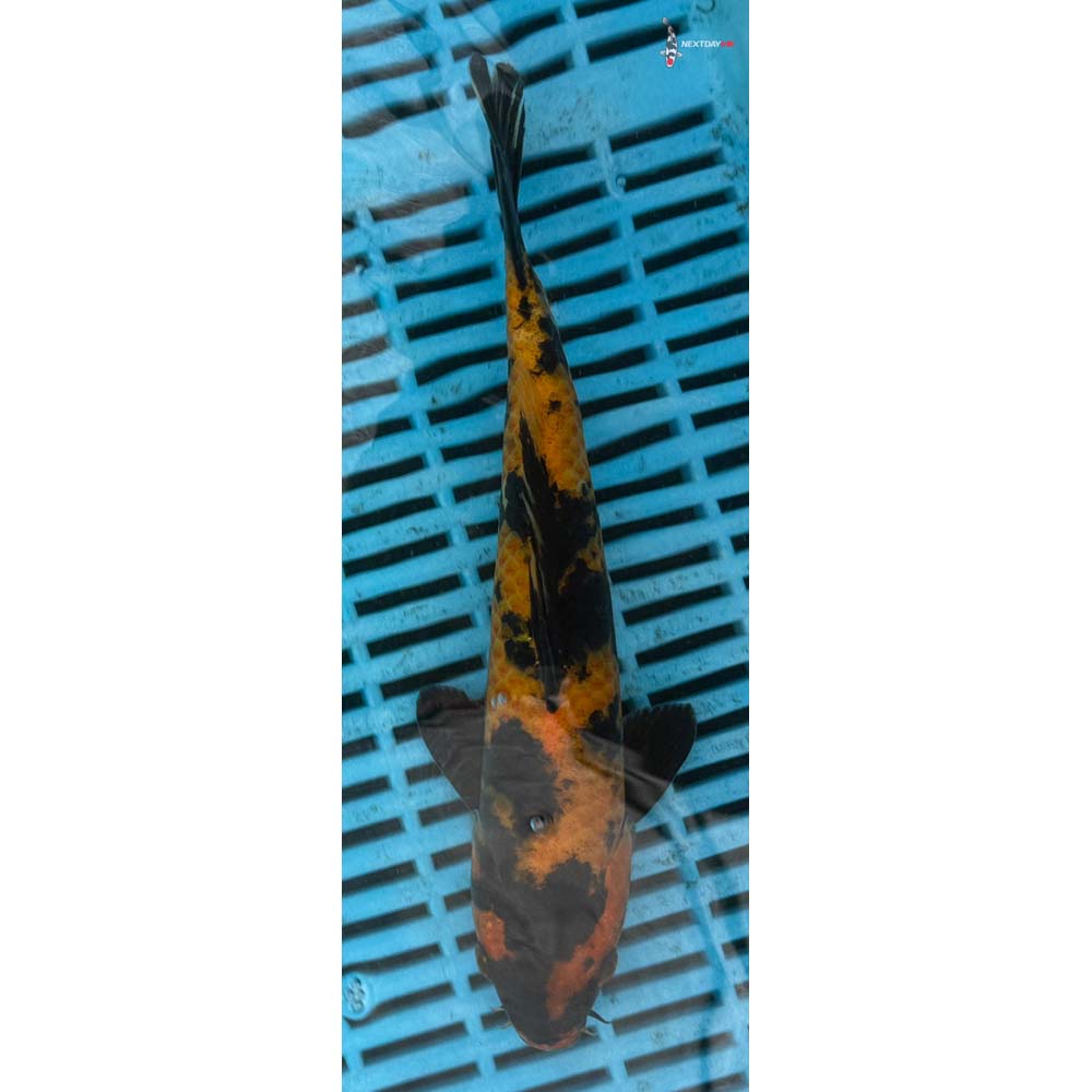 10-12” Imported Hi Utsuri
