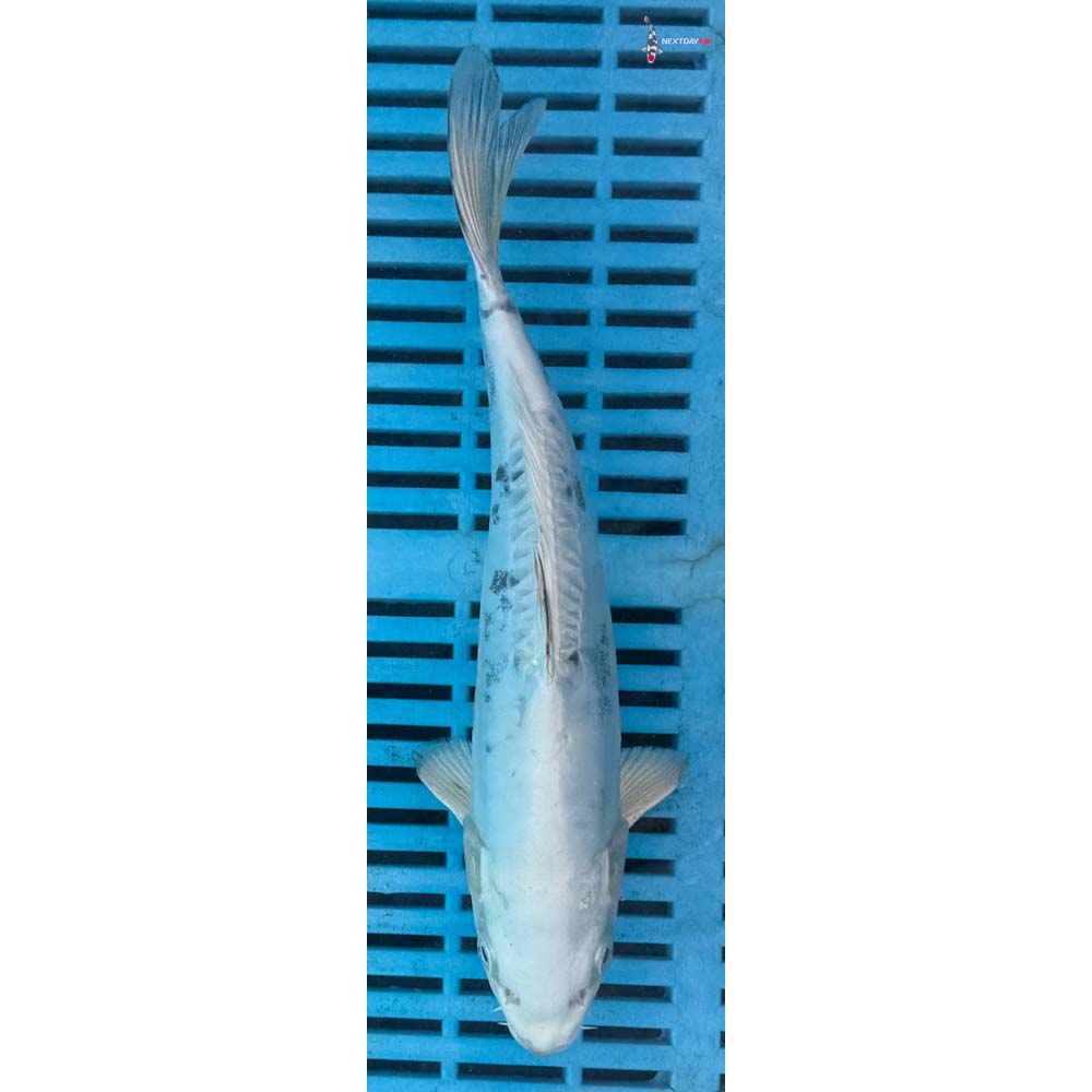 10-12” Imported Kikokuryu
