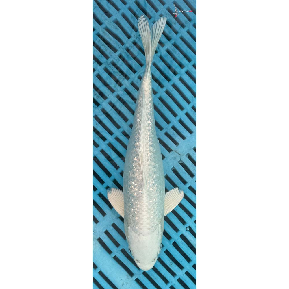 10-12” Imported Gin Rin Platinum Ogon