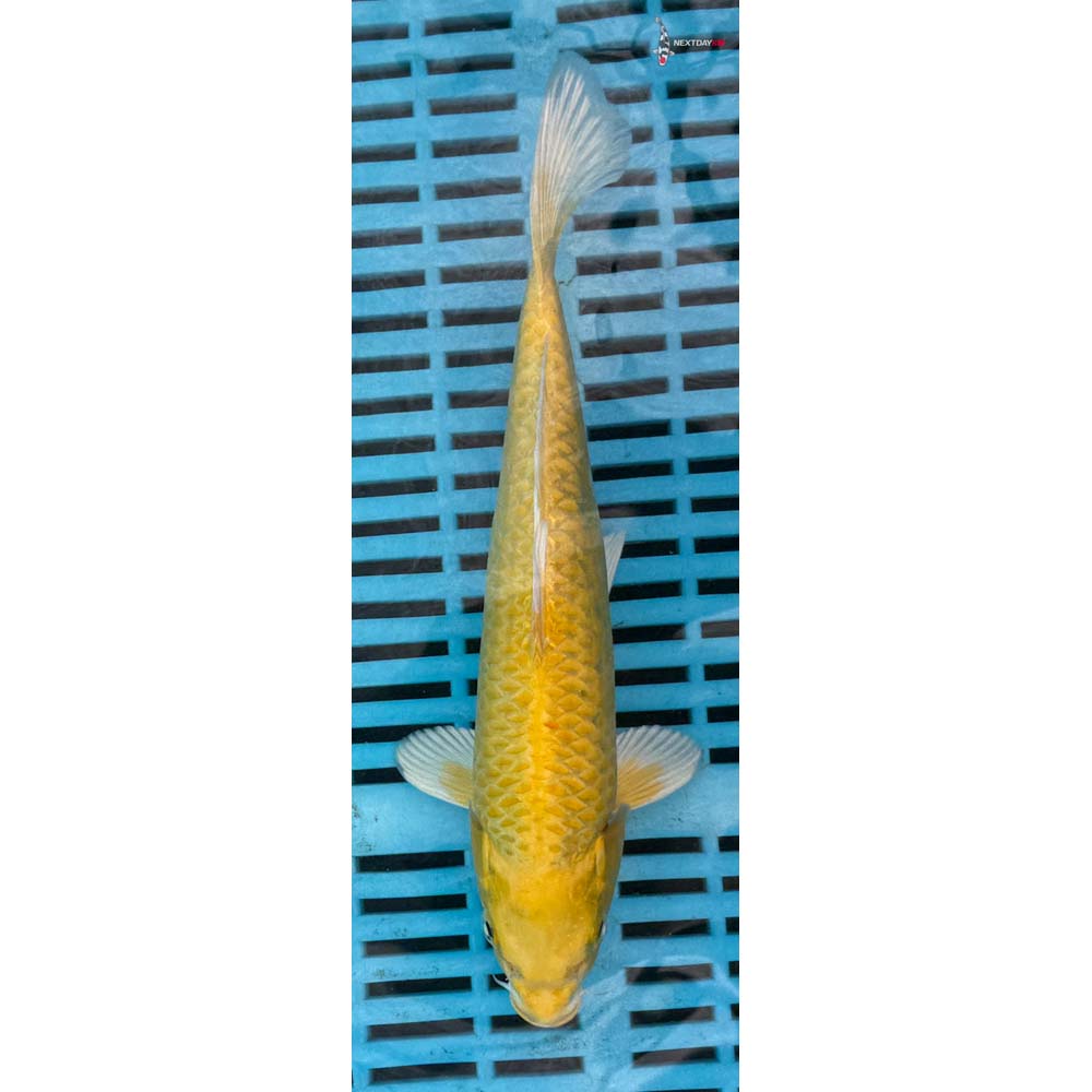 10-12” Imported Yamabuki Ogon