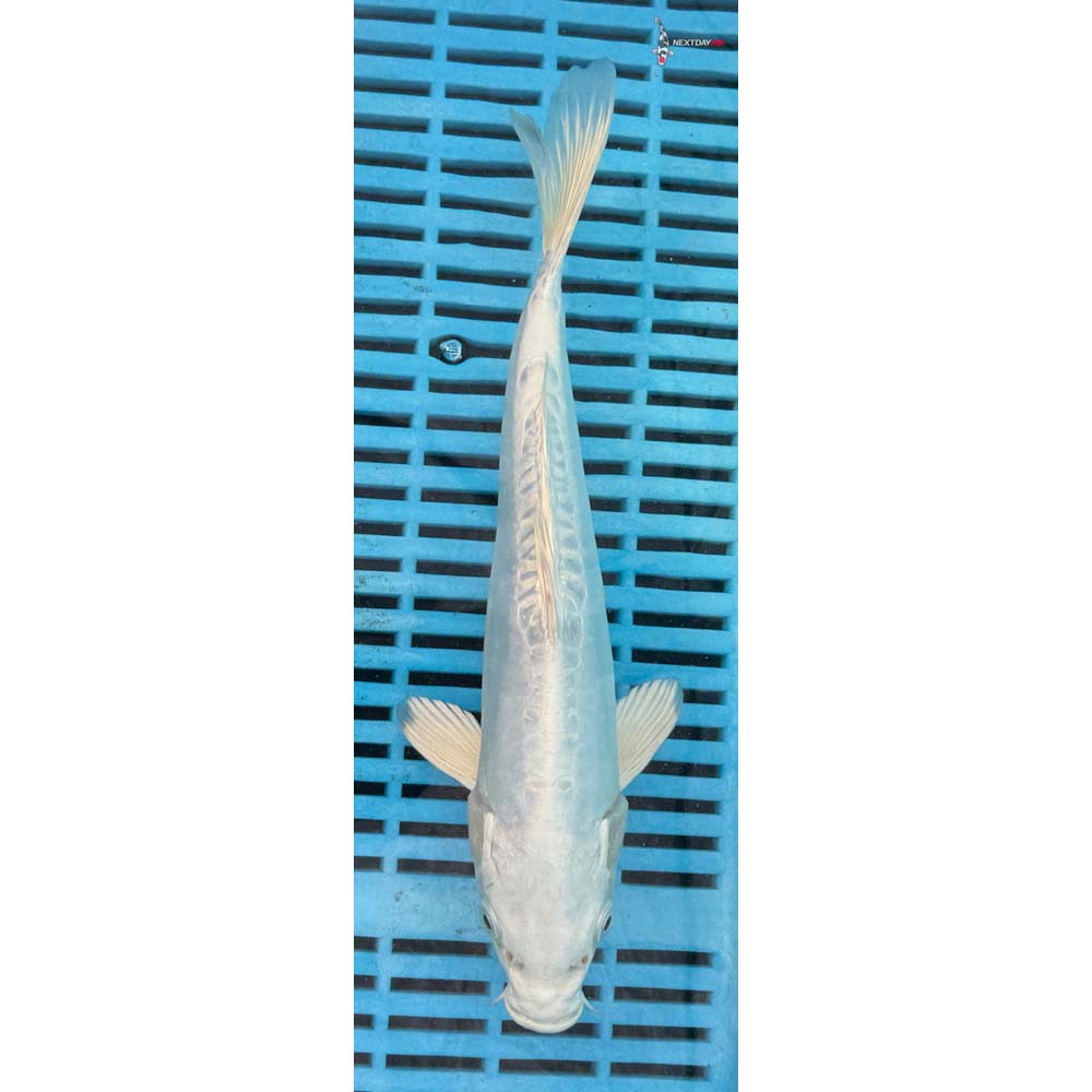 10-12” Imported Doitsu Platinum Ogon