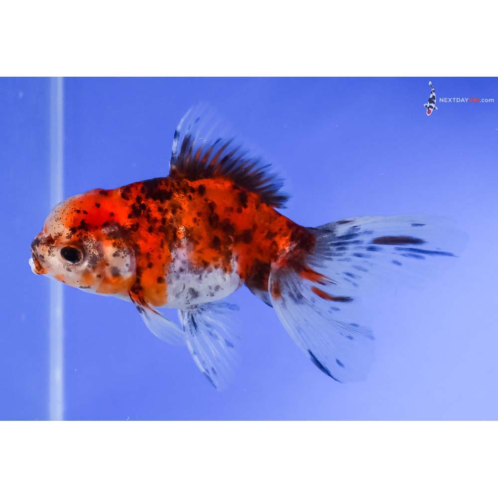 4.5” Imported Calico Oranda