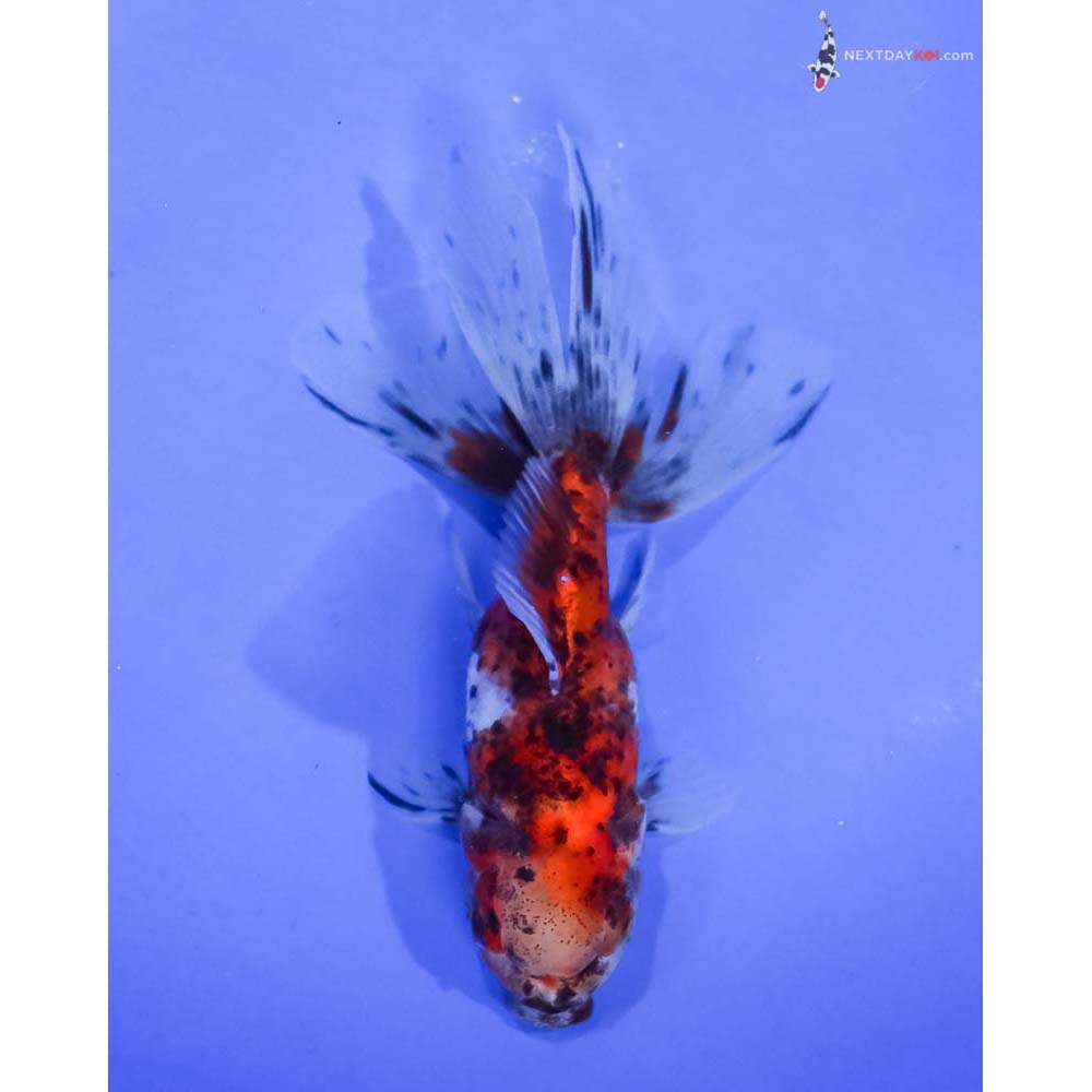 4.5” Imported Calico Oranda