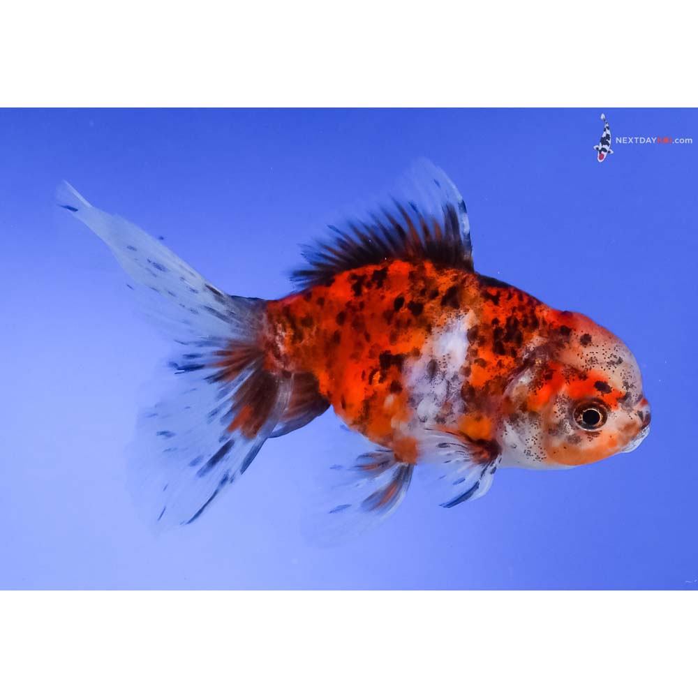 4.5” Imported Calico Oranda
