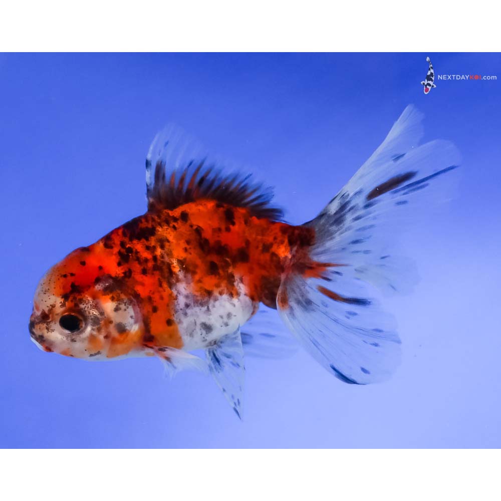 4.5” Imported Calico Oranda