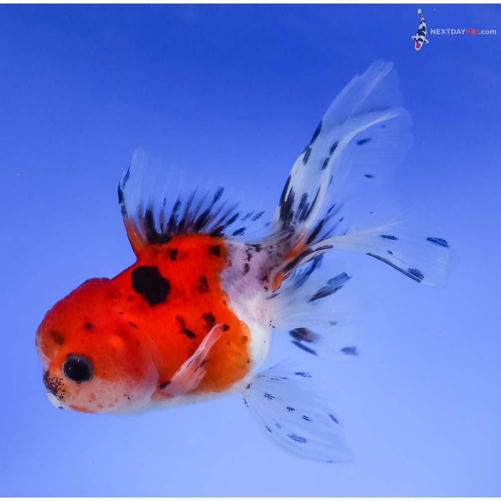 4” Imported Calico Oranda