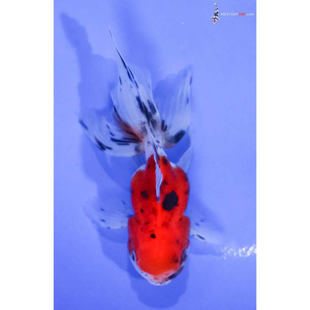 4” Imported Calico Oranda