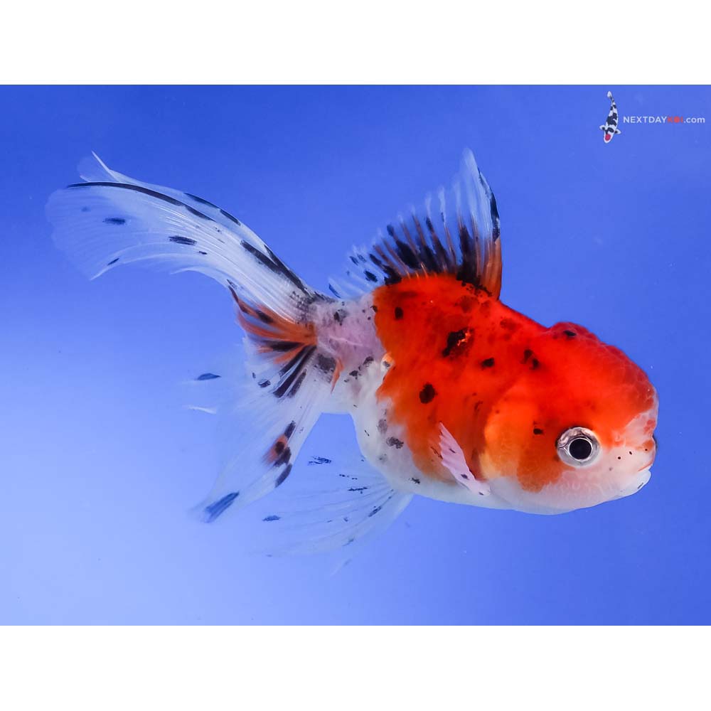 4” Imported Calico Oranda