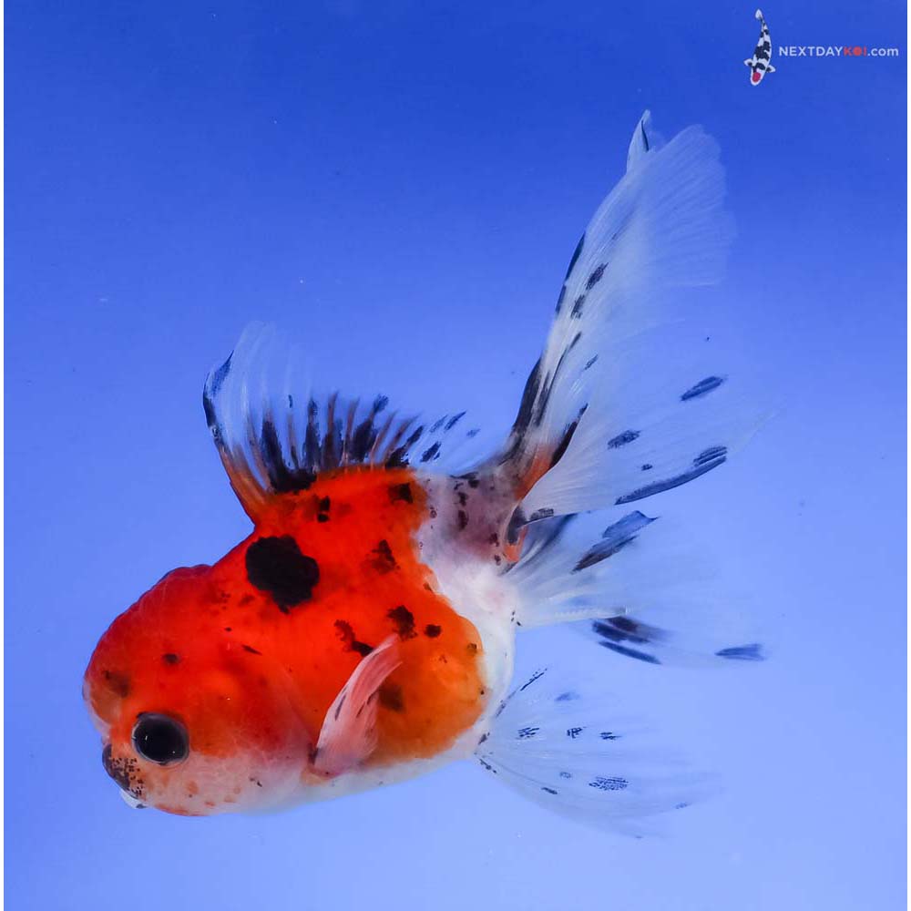 4” Imported Calico Oranda