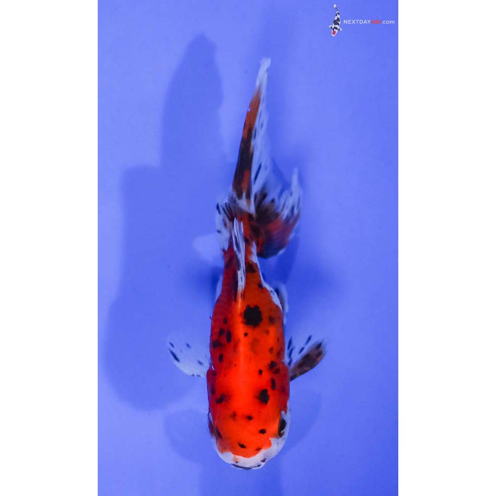 4” Imported Calico Oranda