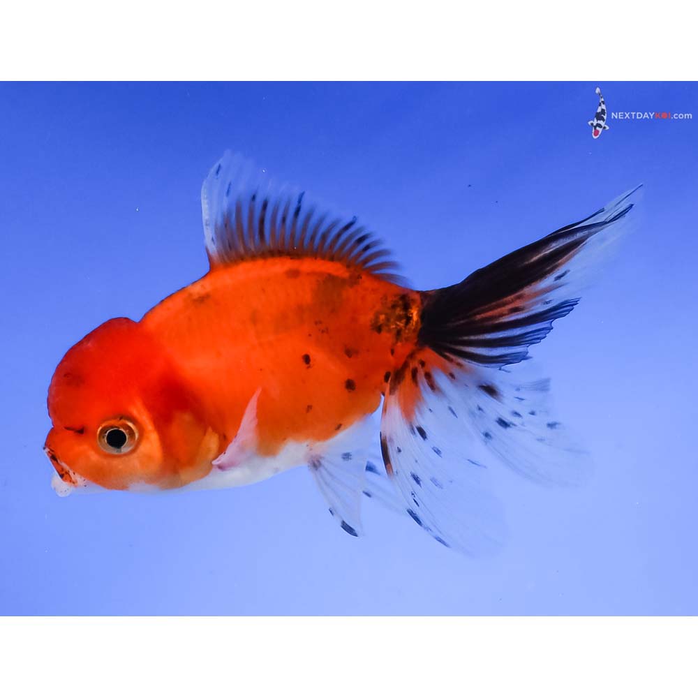 4” Imported Calico Oranda