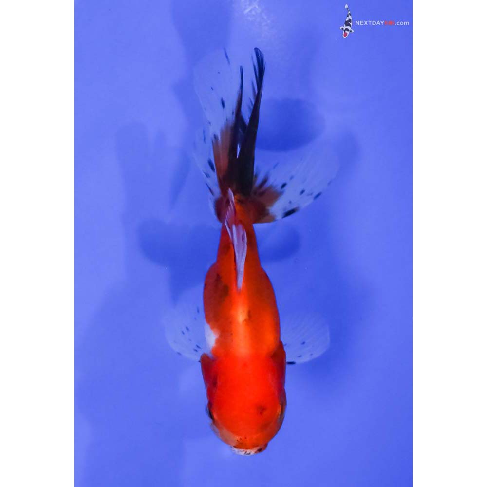 4” Imported Calico Oranda
