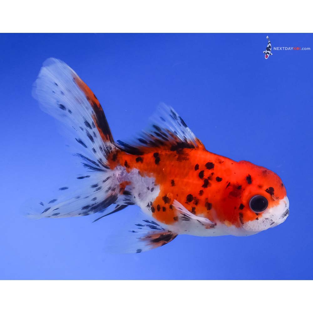 4” Imported Calico Oranda