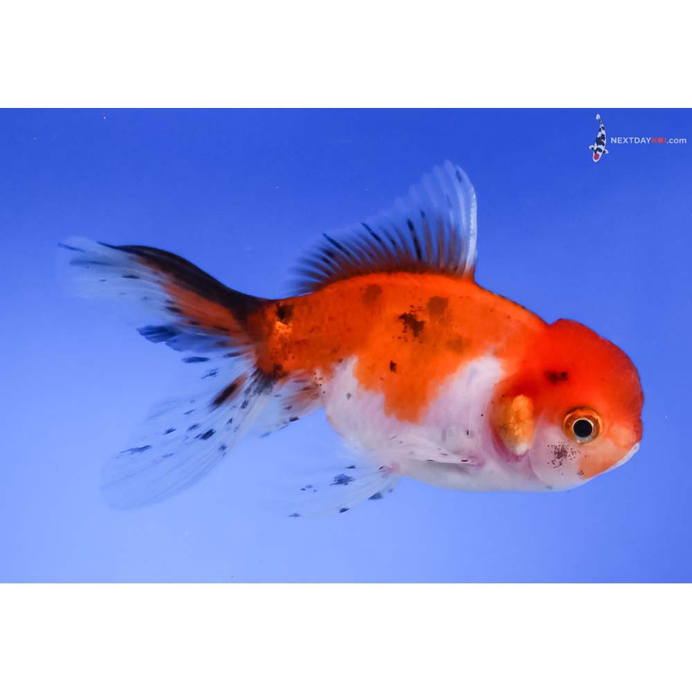 4” Imported Calico Oranda