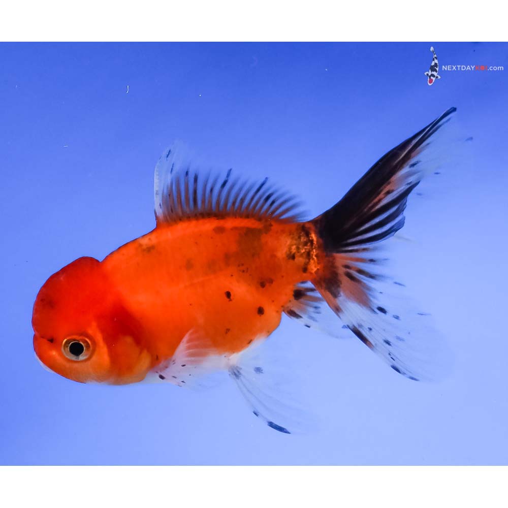 4” Imported Calico Oranda