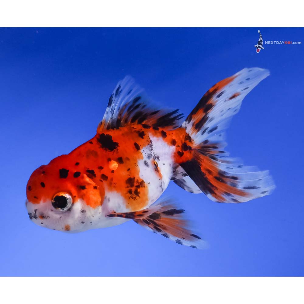 4” Imported Calico Oranda