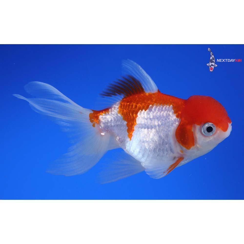 4” Imported Male Red and White Oranda