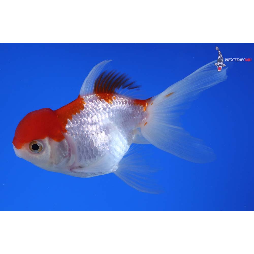 4” Imported Male Red and White Oranda