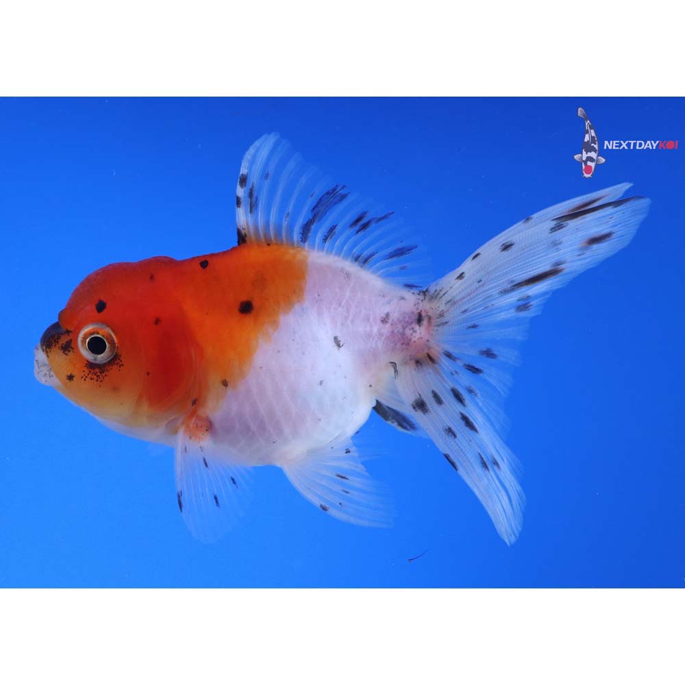 4” Imported Calico Oranda