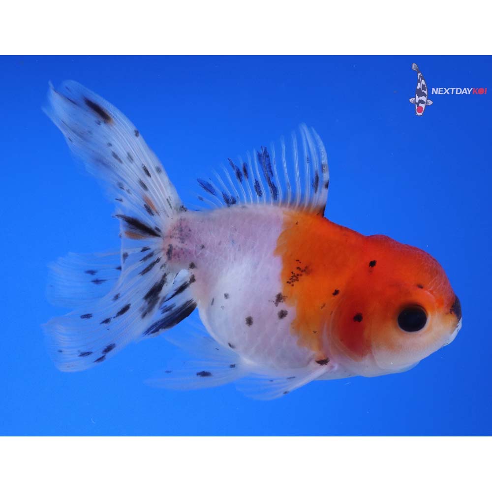 4” Imported Calico Oranda