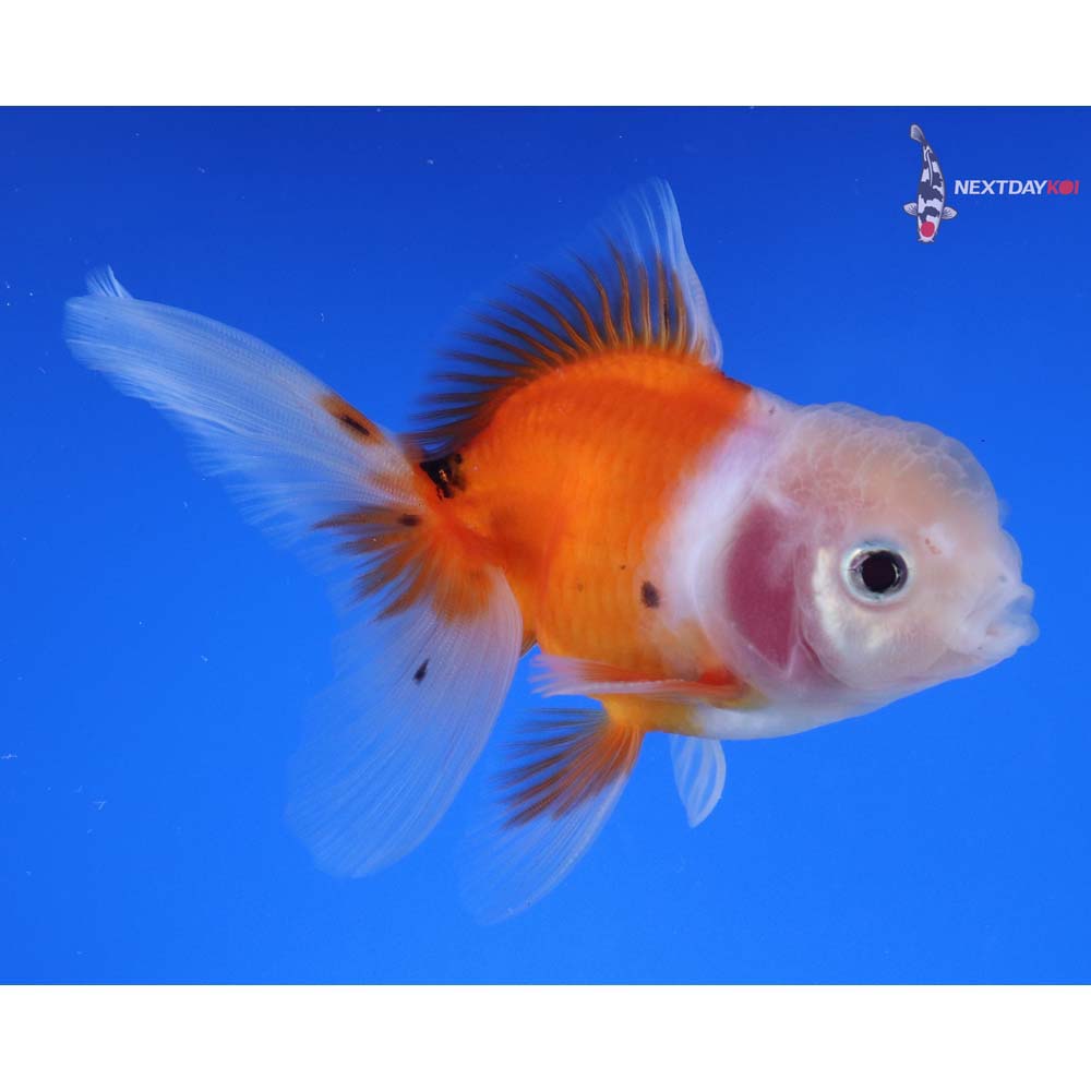 4” Imported Male Calico Oranda