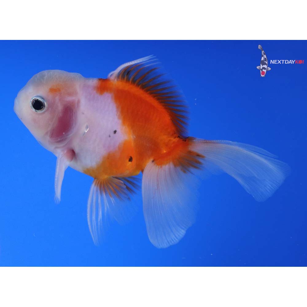 4” Imported Male Calico Oranda