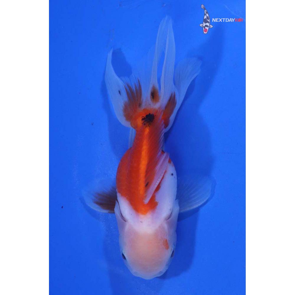 4” Imported Male Calico Oranda