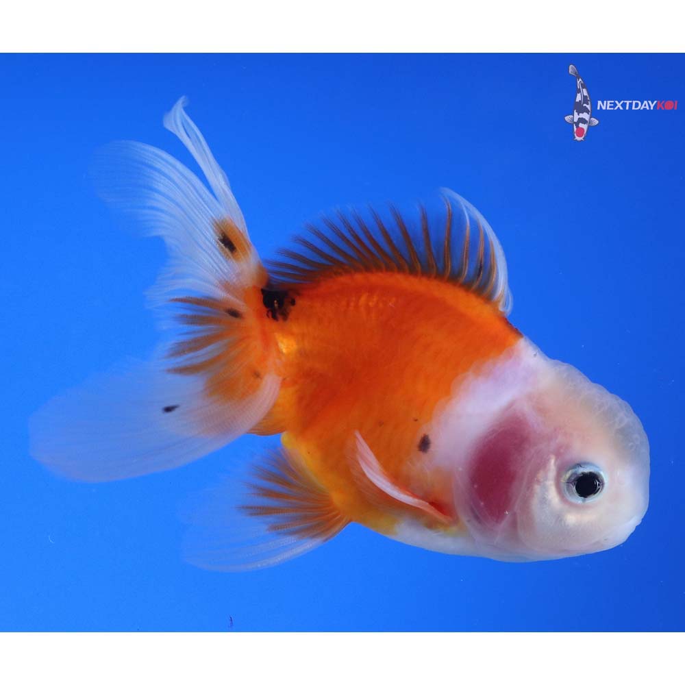 4” Imported Male Calico Oranda