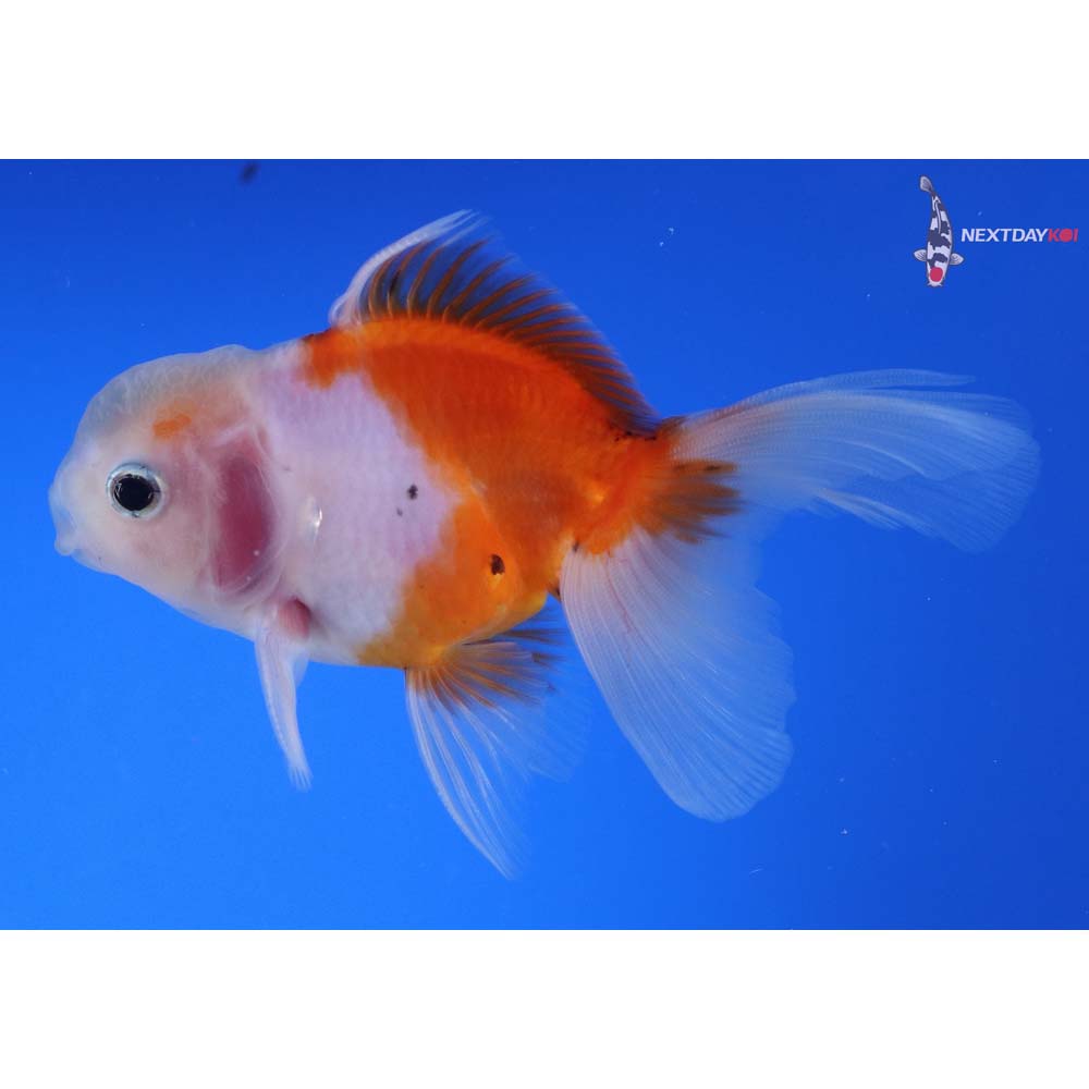 4” Imported Male Calico Oranda