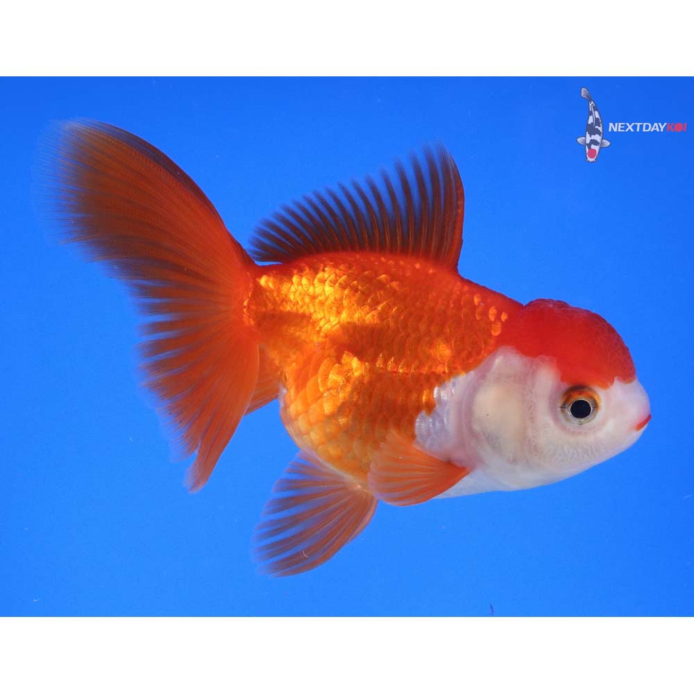 4” Imported Red and White Oranda