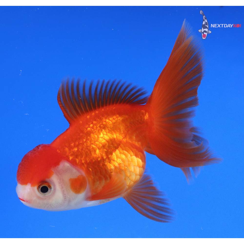 4” Imported Red and White Oranda