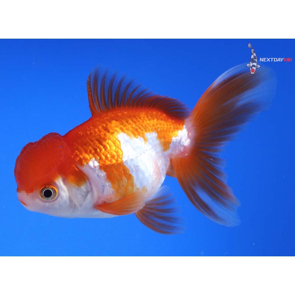 4” Imported Red and White Oranda