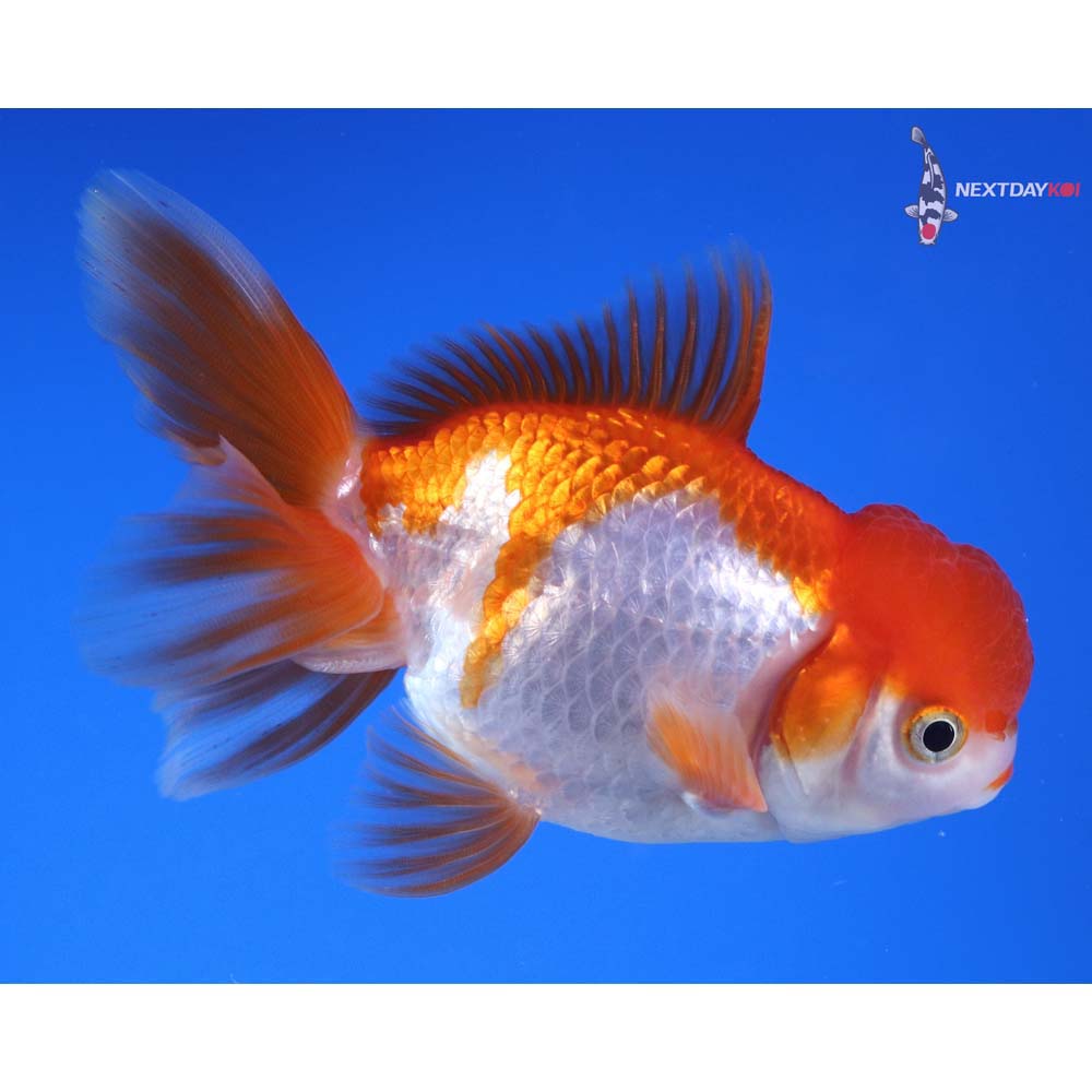 4” Imported Red and White Oranda