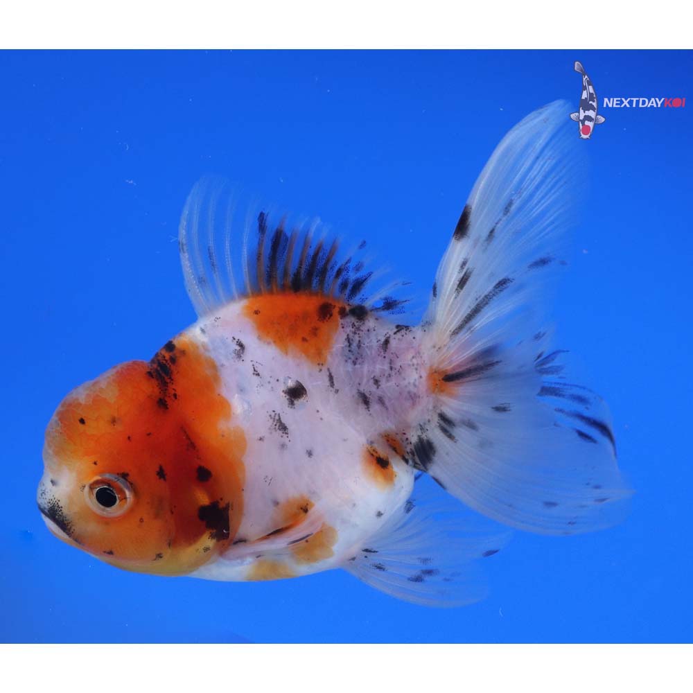 4” Imported Calico Oranda