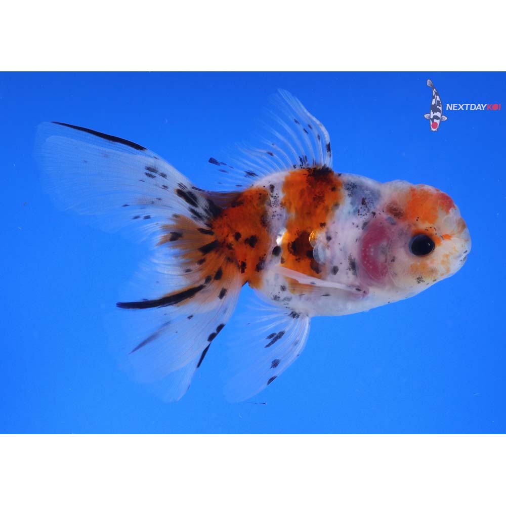 4” Imported Male Calico Oranda