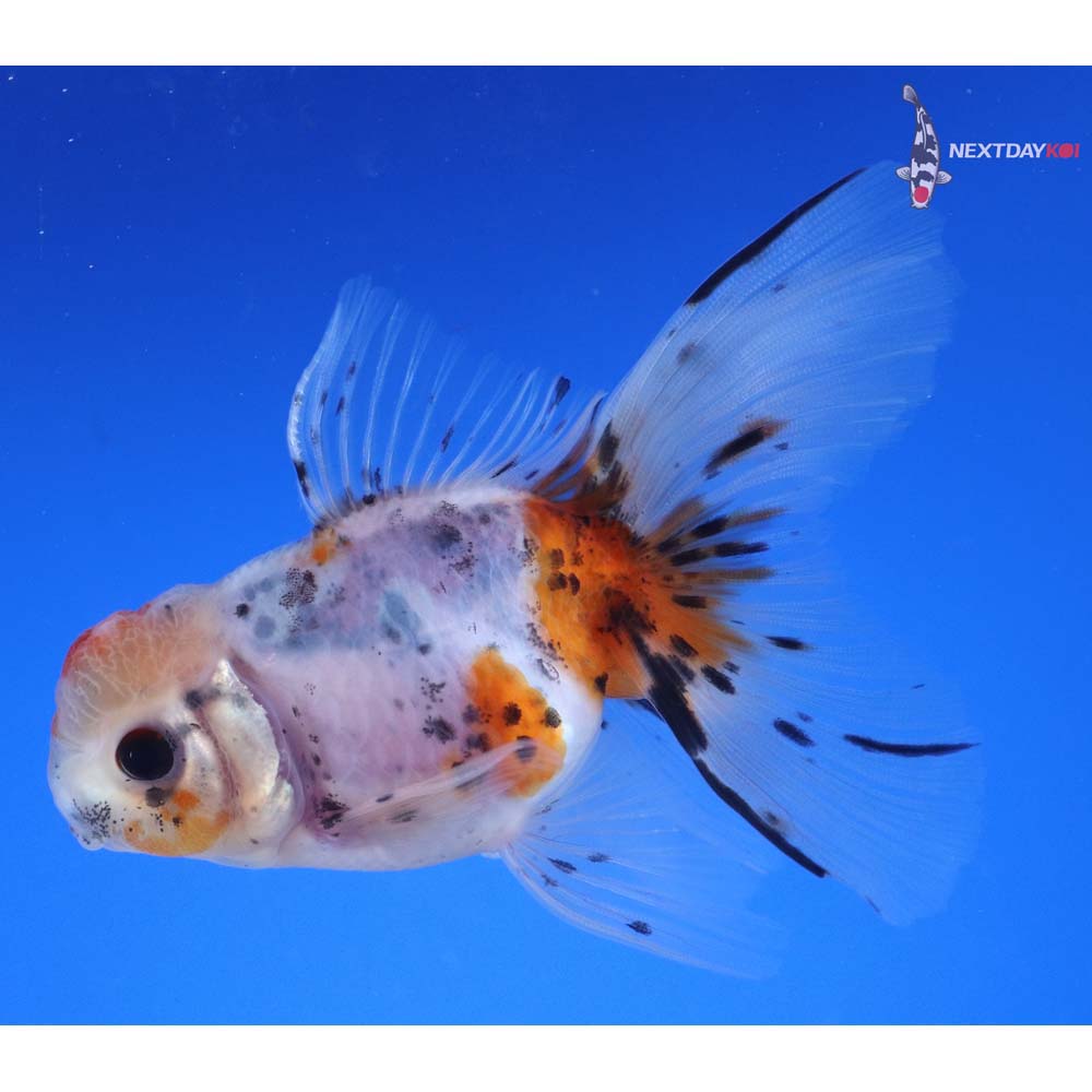 4” Imported Male Calico Oranda