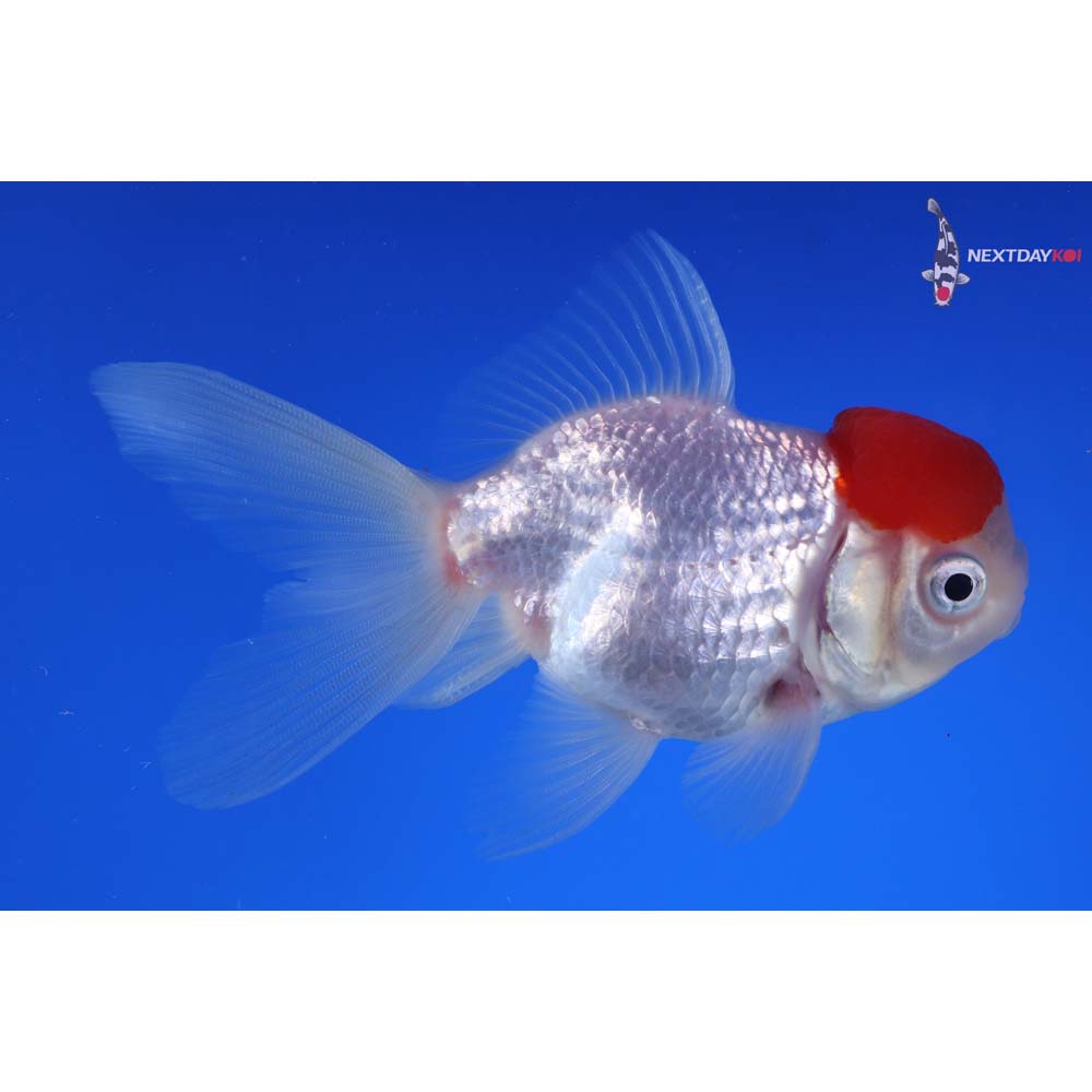 4” Imported Redcap Oranda