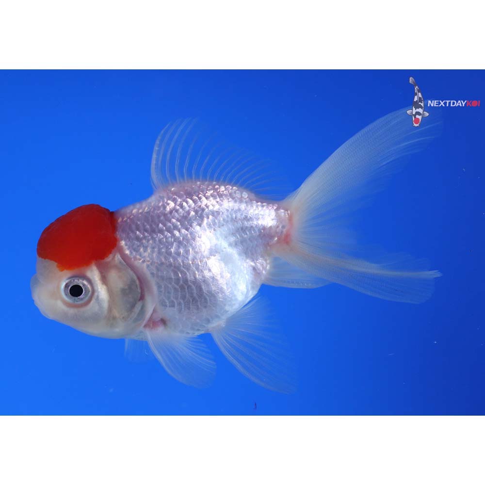4” Imported Redcap Oranda