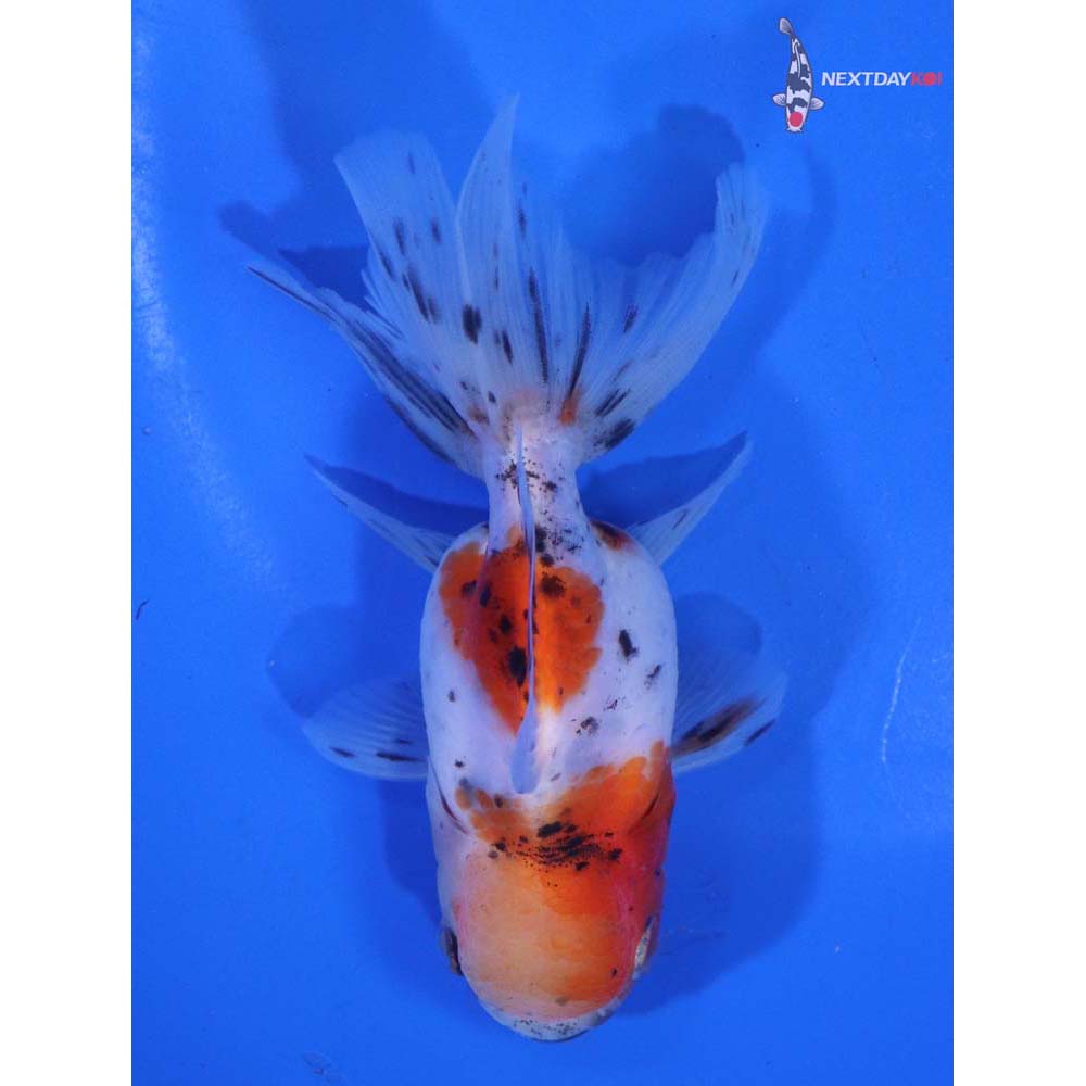 4” Imported Calico Oranda