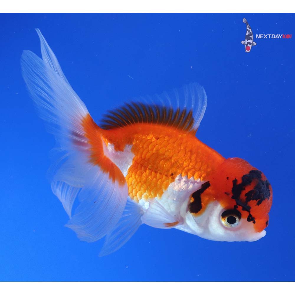 4” Imported Tri Color Oranda