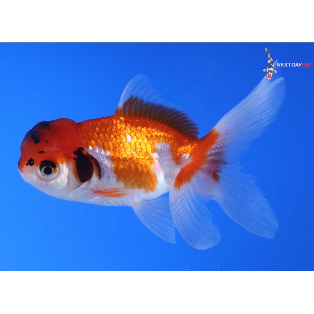 4” Imported Tri Color Oranda