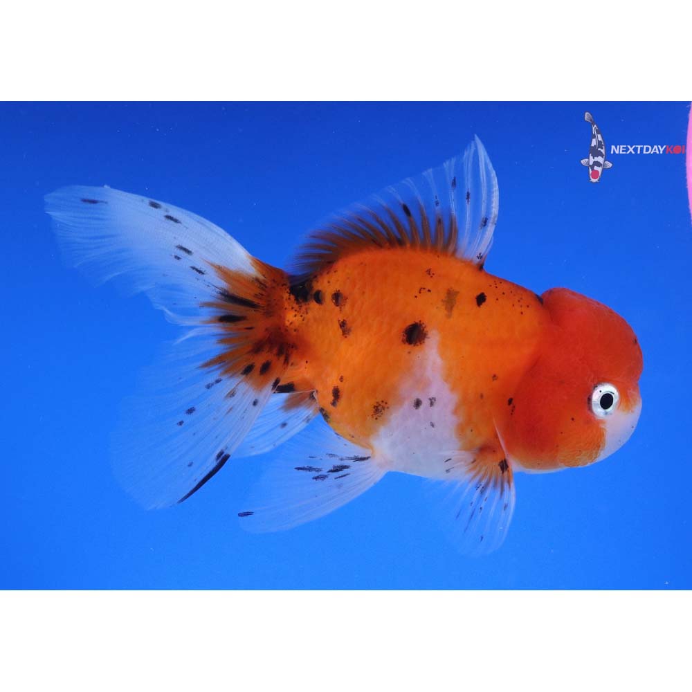 4.5” Imported Calico Oranda