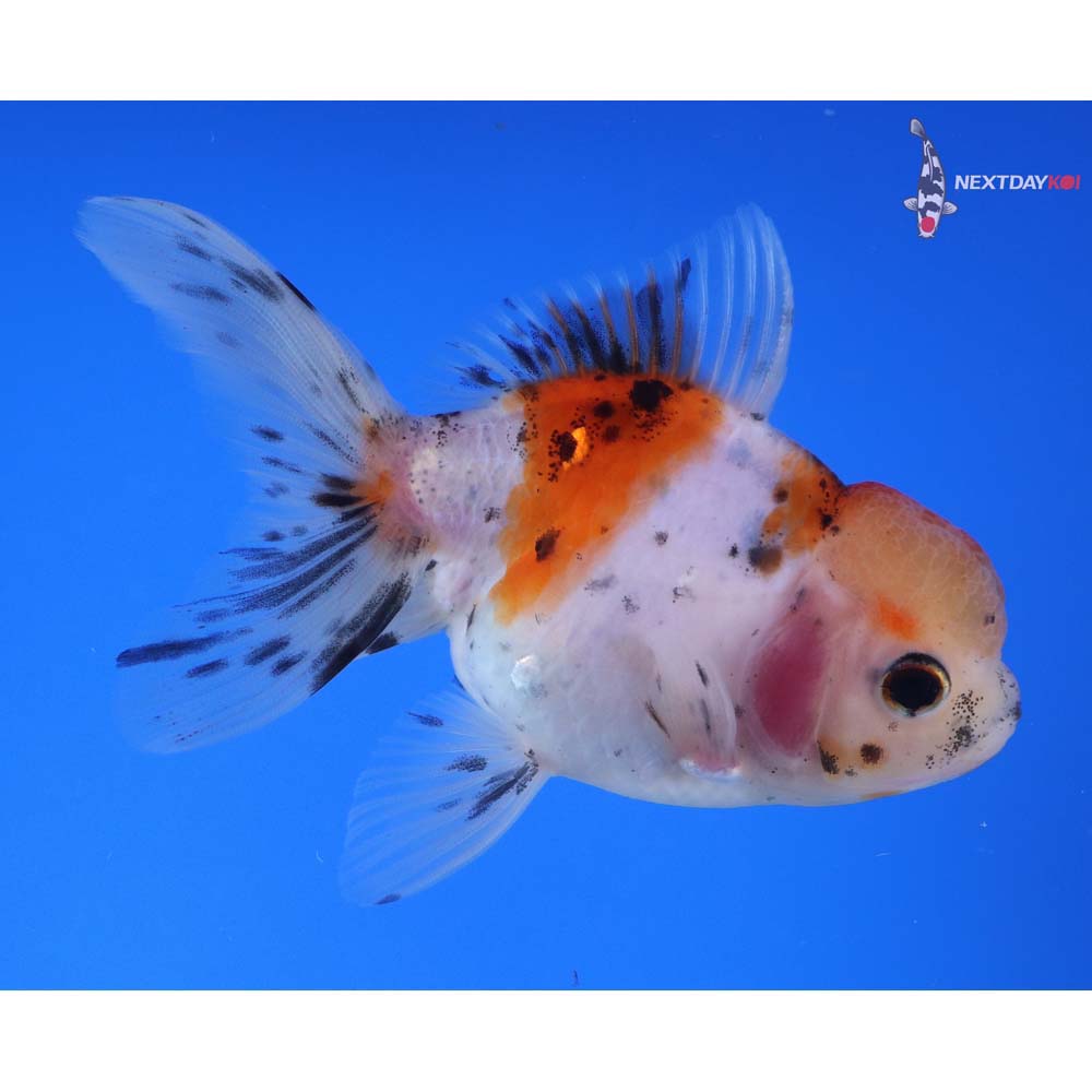 4” Imported Calico Oranda