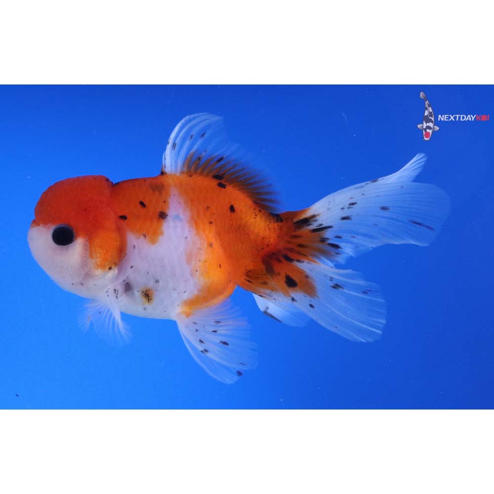 4.5” Imported Calico Oranda