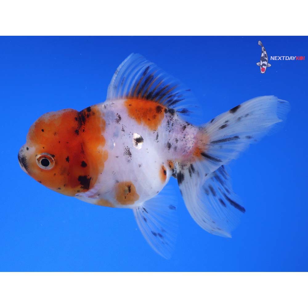4” Imported Calico Oranda