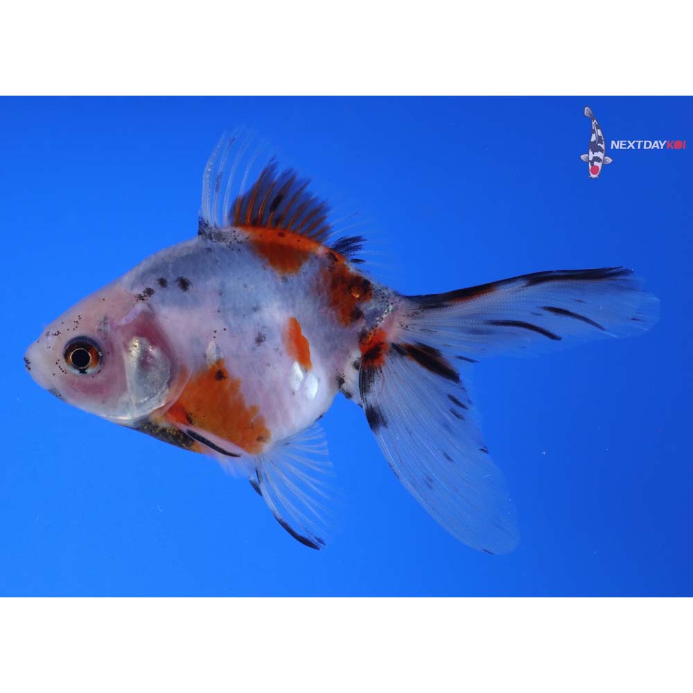 4” Imported Calico Ryukin