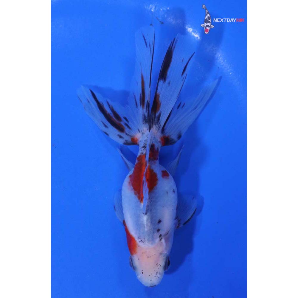 4” Imported Calico Ryukin