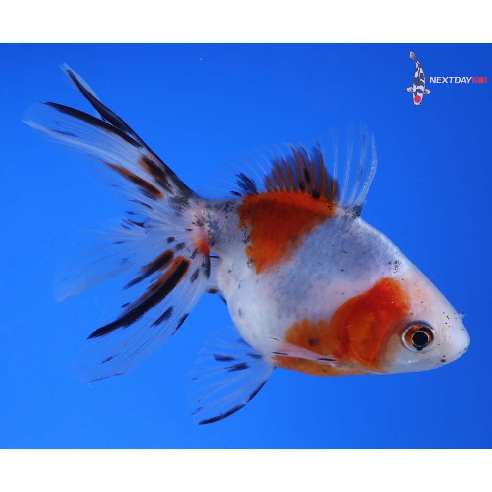 4” Imported Calico Ryukin